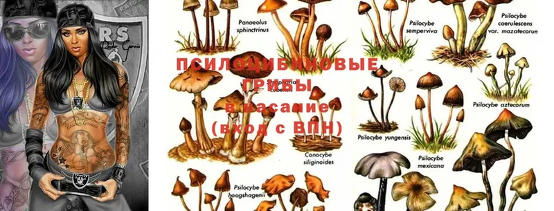 Галлюциногенные грибы Magic Shrooms  Белоозёрский 